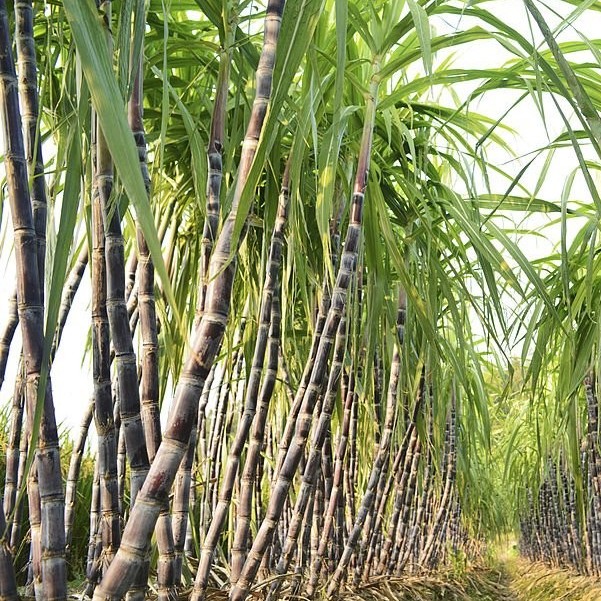 Keunggulan Panjalu 1